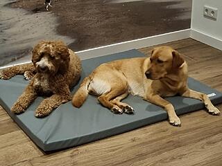 Klicke auf die Grafik für eine vergrößerte Ansicht

Name: 20251027_175221.jpg
Ansichten: 0
Größe: 98,3 KB
ID: 1193081