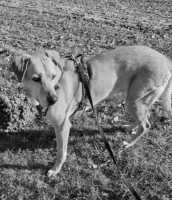 Klicke auf die Grafik für eine vergrößerte Ansicht  Name: 58699854-9c97-4826-a92a-7c42cf258153.jpg Ansichten: 0 Größe: 327,3 KB ID: 1193084