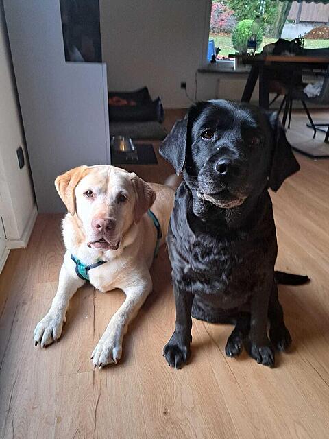 Klicke auf die Grafik für eine vergrößerte Ansicht

Name: Tina und Roy.jpg
Ansichten: 0
Größe: 99,8 KB
ID: 1193600