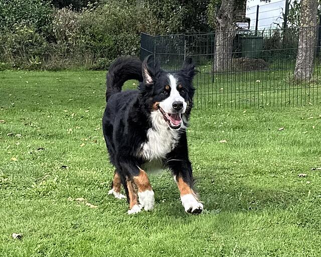 Klicke auf die Grafik für eine vergrößerte Ansicht

Name: IMG_6592.jpg
Ansichten: 0
Größe: 214,7 KB
ID: 1193121