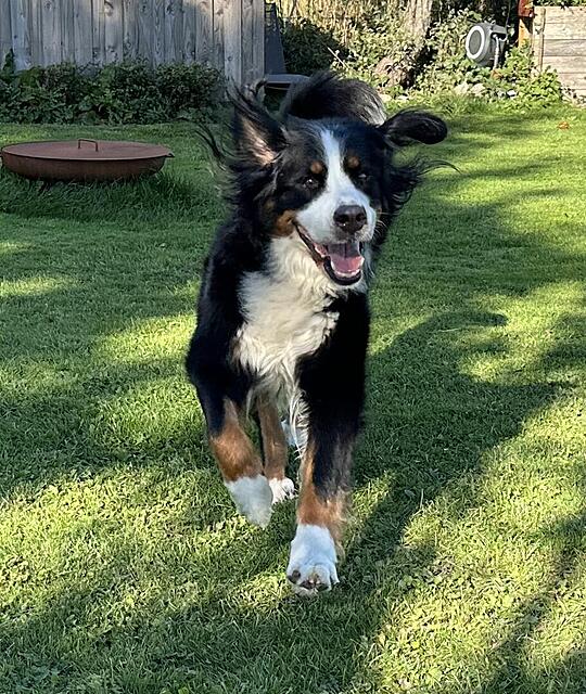 Klicke auf die Grafik für eine vergrößerte Ansicht

Name: IMG_6891.jpg
Ansichten: 0
Größe: 236,2 KB
ID: 1193122