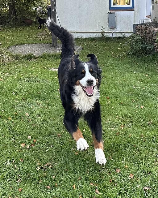 Klicke auf die Grafik für eine vergrößerte Ansicht

Name: IMG_7342.jpg
Ansichten: 0
Größe: 256,9 KB
ID: 1193124