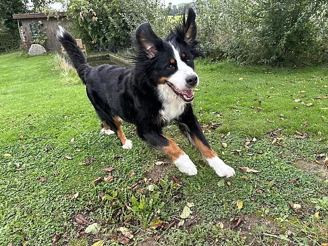 Klicke auf die Grafik für eine vergrößerte Ansicht

Name: IMG_6636.jpg
Ansichten: 0
Größe: 269,0 KB
ID: 1193126