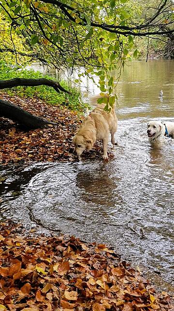 Klicke auf die Grafik für eine vergrößerte Ansicht  Name: 20251028_112821.jpg Ansichten: 0 Größe: 211,7 KB ID: 1193187