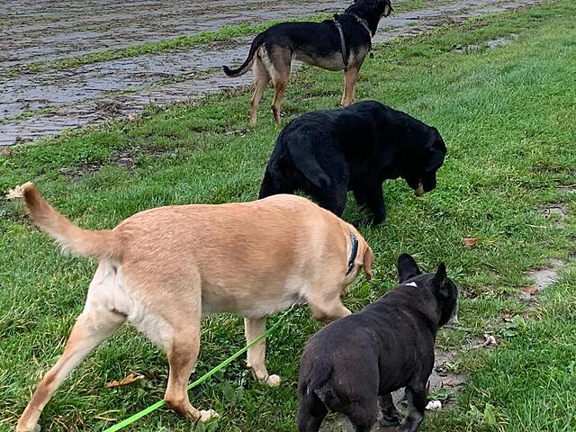 Klicke auf die Grafik für eine vergrößerte Ansicht  Name: IMG_8662.jpg Ansichten: 0 Größe: 199,4 KB ID: 1193223