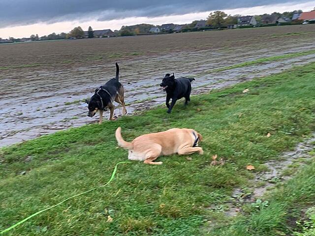 Klicke auf die Grafik für eine vergrößerte Ansicht  Name: IMG_8661.jpg Ansichten: 0 Größe: 150,0 KB ID: 1193227