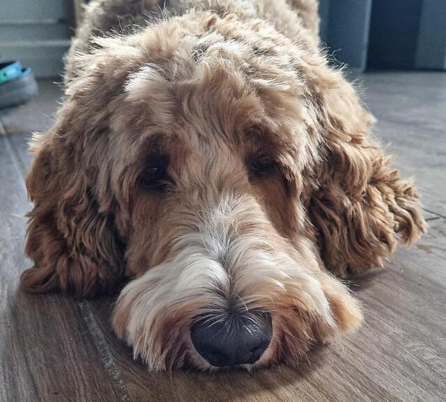 Klicke auf die Grafik für eine vergrößerte Ansicht  Name: 20251030_124426a.jpg Ansichten: 0 Größe: 143,7 KB ID: 1193259