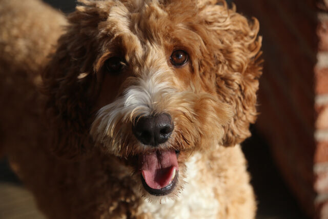 Klicke auf die Grafik für eine vergrößerte Ansicht

Name: Peppi_0340[1].jpg
Ansichten: 0
Größe: 42,0 KB
ID: 1193261