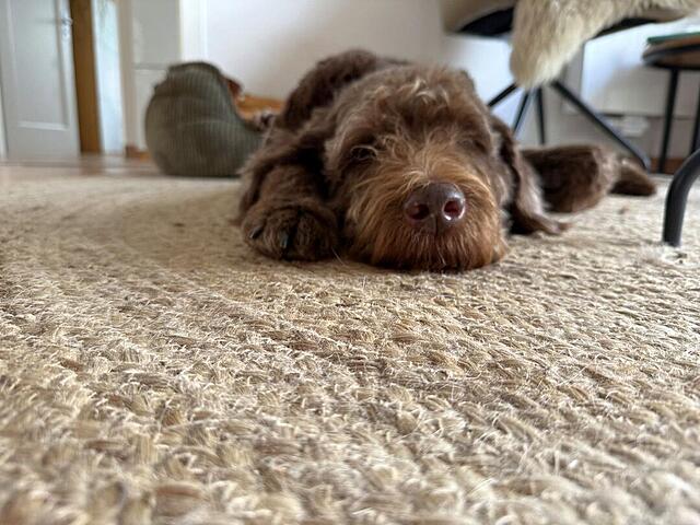 Klicke auf die Grafik für eine vergrößerte Ansicht  Name: IMG_8584.jpg Ansichten: 0 Größe: 121,6 KB ID: 1193304