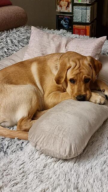 Klicke auf die Grafik für eine vergrößerte Ansicht  Name: f2ba76aa-bd64-4e98-bcc1-3ce78f9385ac.jpg Ansichten: 0 Größe: 99,7 KB ID: 1193590