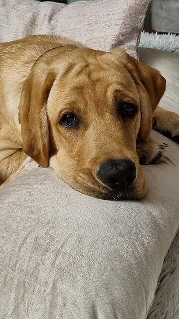 Klicke auf die Grafik für eine vergrößerte Ansicht  Name: 04943663-608e-40db-85d4-6831059ffd5f.jpg Ansichten: 0 Größe: 100,9 KB ID: 1193591