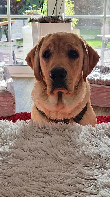 Klicke auf die Grafik für eine vergrößerte Ansicht  Name: 2741f408-ef31-43a8-98a7-ba9335cfb8da.jpg Ansichten: 0 Größe: 98,4 KB ID: 1193592