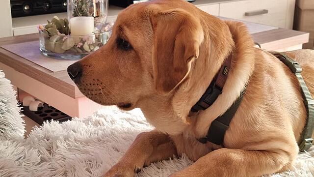 Klicke auf die Grafik für eine vergrößerte Ansicht  Name: 5be35810-92f8-47d8-b018-3c948e0de790.jpg Ansichten: 0 Größe: 84,0 KB ID: 1193595