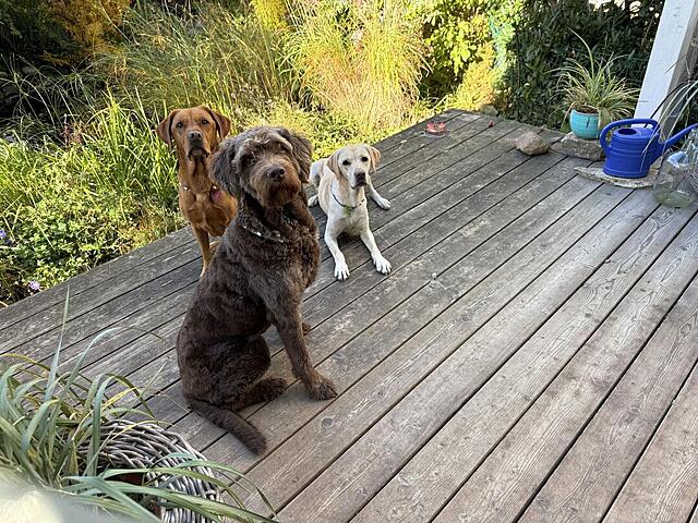 Klicke auf die Grafik für eine vergrößerte Ansicht  Name: IMG_8789.jpg Ansichten: 0 Größe: 233,5 KB ID: 1193754