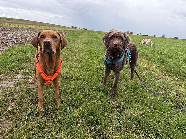 Klicke auf die Grafik für eine vergrößerte Ansicht  Name: IMG_8609.jpg Ansichten: 0 Größe: 231,6 KB ID: 1193758