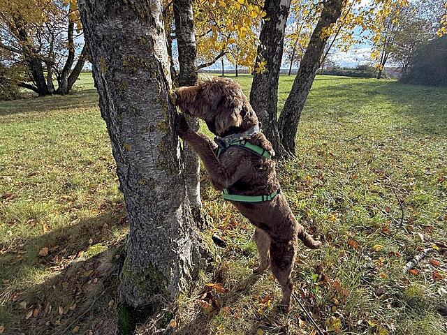 Klicke auf die Grafik für eine vergrößerte Ansicht  Name: IMG_8757.jpg Ansichten: 0 Größe: 308,3 KB ID: 1193756