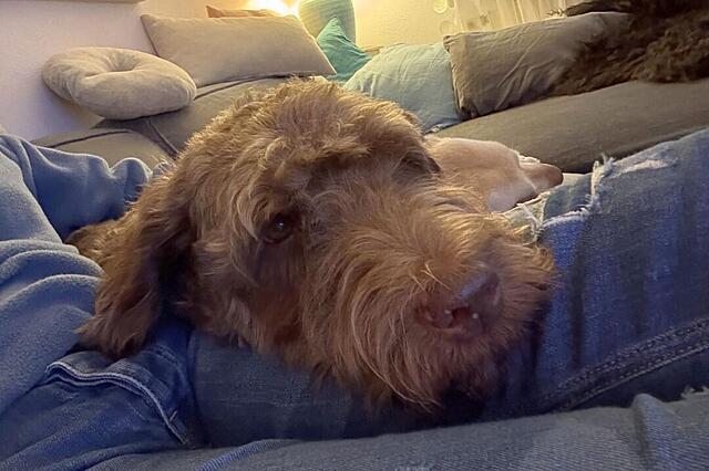 Klicke auf die Grafik für eine vergrößerte Ansicht  Name: IMG_8826.jpg Ansichten: 0 Größe: 83,8 KB ID: 1194016