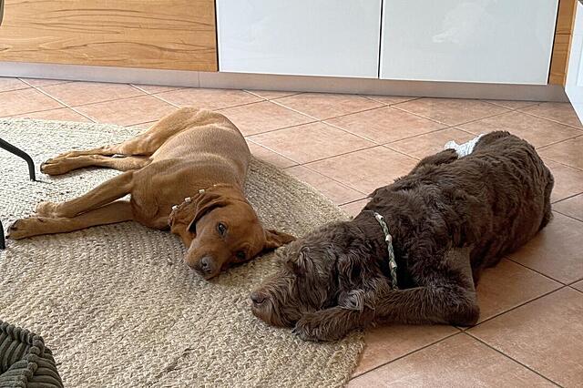 Klicke auf die Grafik für eine vergrößerte Ansicht  Name: IMG_8692.jpg Ansichten: 0 Größe: 129,3 KB ID: 1194017