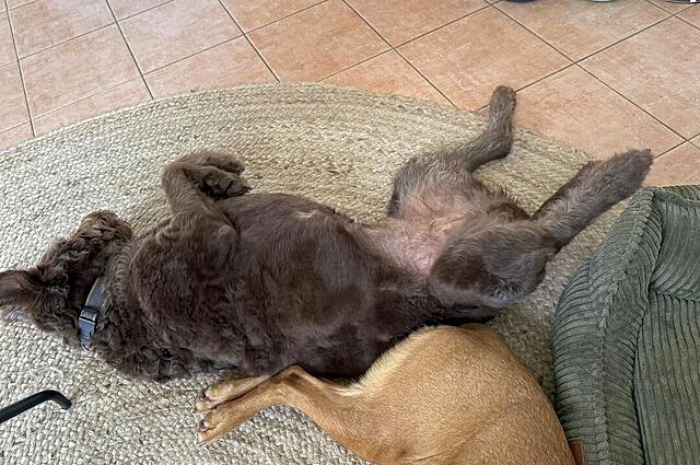 Klicke auf die Grafik für eine vergrößerte Ansicht  Name: IMG_8599.jpg Ansichten: 0 Größe: 149,1 KB ID: 1194018