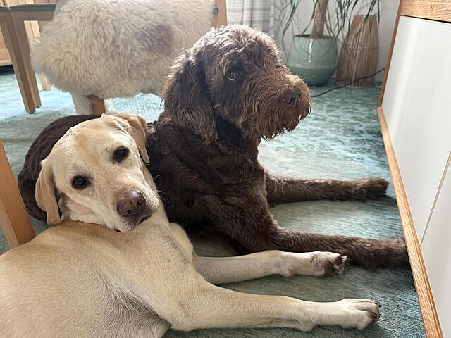 Klicke auf die Grafik für eine vergrößerte Ansicht  Name: IMG_8631.jpg Ansichten: 0 Größe: 116,6 KB ID: 1194019