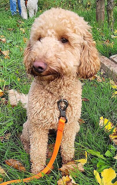 Klicke auf die Grafik für eine vergrößerte Ansicht  Name: Wilma 1.jpg Ansichten: 0 Größe: 238,9 KB ID: 1194177