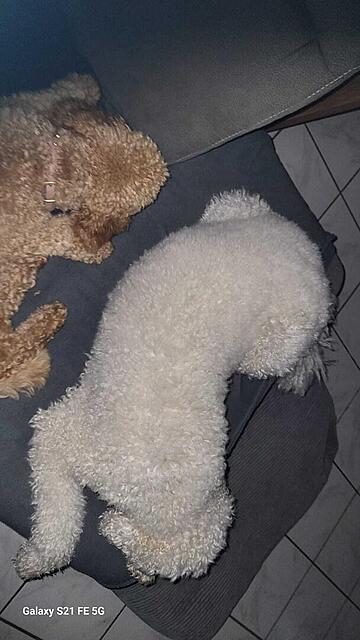 Klicke auf die Grafik für eine vergrößerte Ansicht  Name: IMG-20251107-WA0014.jpg Ansichten: 0 Größe: 74,1 KB ID: 1194393