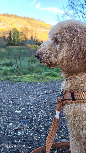 Klicke auf die Grafik für eine vergrößerte Ansicht  Name: IMG-20251103-WA0002.jpg Ansichten: 0 Größe: 123,3 KB ID: 1194394