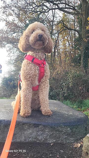 Klicke auf die Grafik für eine vergrößerte Ansicht  Name: IMG-20251107-WA0011.jpg Ansichten: 0 Größe: 179,3 KB ID: 1194395