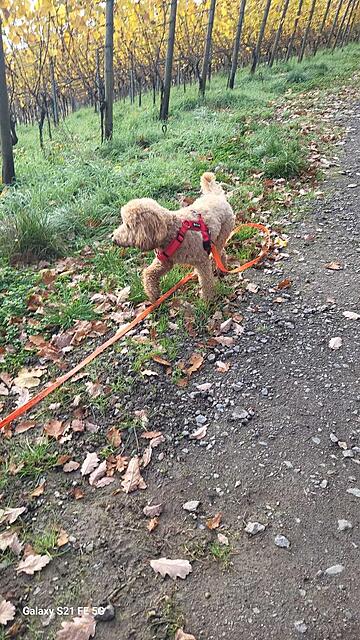 Klicke auf die Grafik für eine vergrößerte Ansicht  Name: IMG-20251107-WA0013.jpg Ansichten: 0 Größe: 202,5 KB ID: 1194396