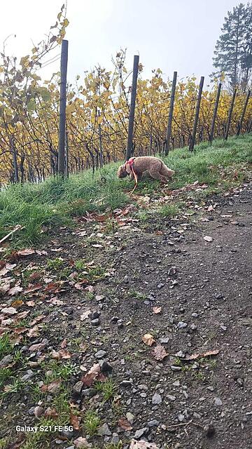 Klicke auf die Grafik für eine vergrößerte Ansicht  Name: IMG-20251107-WA0012.jpg Ansichten: 0 Größe: 209,9 KB ID: 1194397