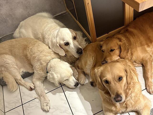 Klicke auf die Grafik für eine vergrößerte Ansicht

Name: IMG_0758.jpg
Ansichten: 0
Größe: 101,7 KB
ID: 1194410