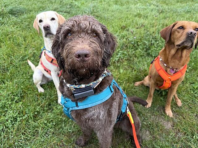 Klicke auf die Grafik für eine vergrößerte Ansicht  Name: IMG_8644.jpg Ansichten: 0 Größe: 162,7 KB ID: 1194515