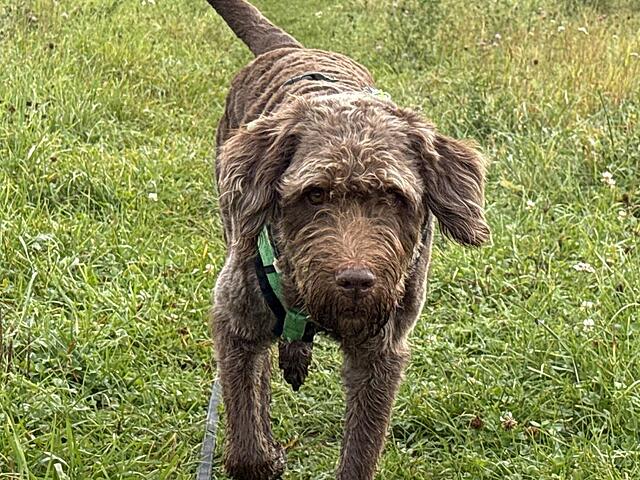 Klicke auf die Grafik für eine vergrößerte Ansicht  Name: IMG_8498.jpg Ansichten: 0 Größe: 197,5 KB ID: 1194516