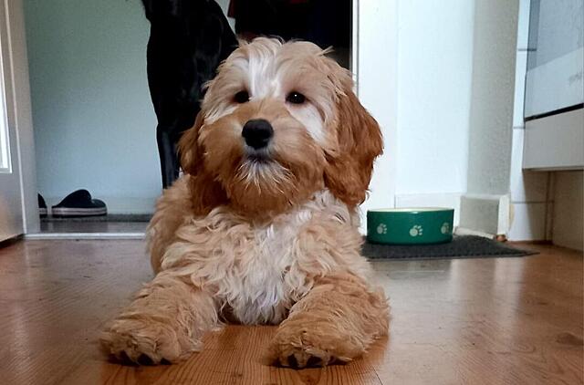 Klicke auf die Grafik für eine vergrößerte Ansicht

Name: 55aec955-5a7d-4c9a-8c87-fe5e25790f3f.jpg
Ansichten: 0
Größe: 64,4 KB
ID: 1194932