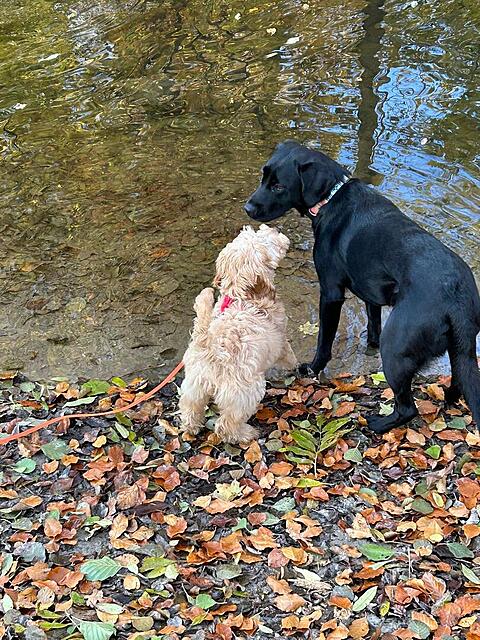 Klicke auf die Grafik für eine vergrößerte Ansicht  Name: IMG-20251111-WA0019.jpg Ansichten: 0 Größe: 254,9 KB ID: 1194943