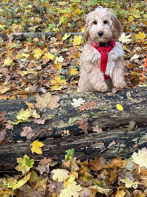 Klicke auf die Grafik für eine vergrößerte Ansicht  Name: IMG-20251111-WA0025.jpg Ansichten: 0 Größe: 258,3 KB ID: 1194944