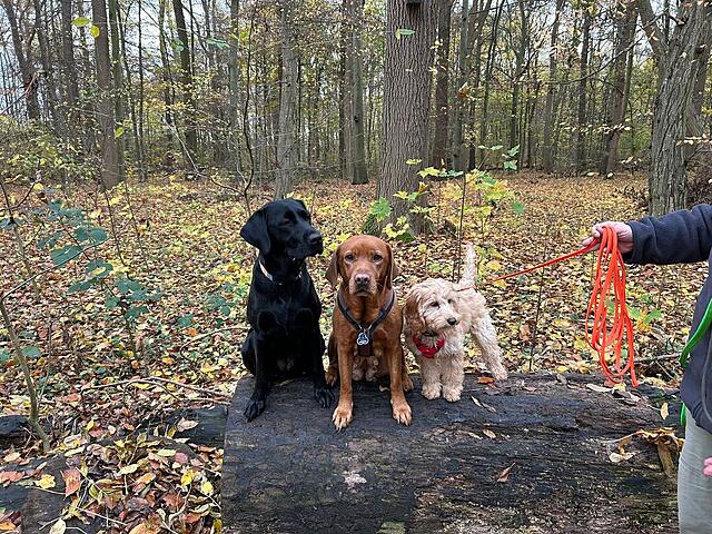 Klicke auf die Grafik für eine vergrößerte Ansicht  Name: IMG-20251111-WA0033.jpg Ansichten: 0 Größe: 317,7 KB ID: 1194945