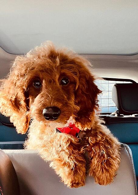 Klicke auf die Grafik für eine vergrößerte Ansicht  Name: IMG-20251110-WA0007[1].jpg Ansichten: 0 Größe: 113,5 KB ID: 1195144