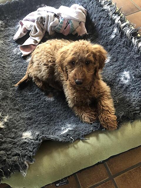 Klicke auf die Grafik für eine vergrößerte Ansicht  Name: IMG_3792.jpg Ansichten: 0 Größe: 159,0 KB ID: 1195327