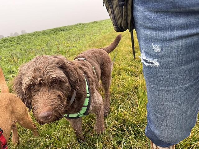 Klicke auf die Grafik für eine vergrößerte Ansicht  Name: IMG_8981.jpg Ansichten: 0 Größe: 164,0 KB ID: 1195102