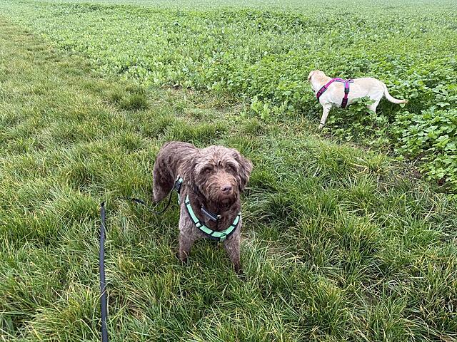 Klicke auf die Grafik für eine vergrößerte Ansicht  Name: IMG_8972.jpg Ansichten: 0 Größe: 306,1 KB ID: 1195103