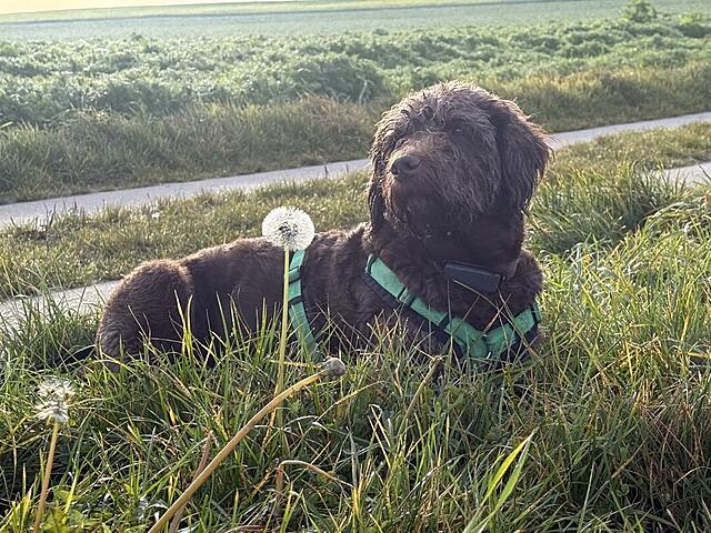 Klicke auf die Grafik für eine vergrößerte Ansicht  Name: IMG_9094.jpg Ansichten: 0 Größe: 211,6 KB ID: 1195104