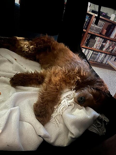 Klicke auf die Grafik für eine vergrößerte Ansicht  Name: IMG_9784.jpg Ansichten: 0 Größe: 115,4 KB ID: 1195273