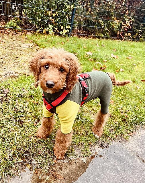 Klicke auf die Grafik für eine vergrößerte Ansicht  Name: IMG_9791.jpg Ansichten: 0 Größe: 278,0 KB ID: 1195271