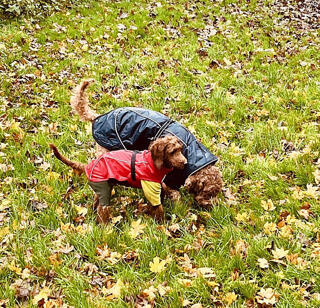 Klicke auf die Grafik für eine vergrößerte Ansicht  Name: IMG_9797.jpg Ansichten: 0 Größe: 355,0 KB ID: 1195274