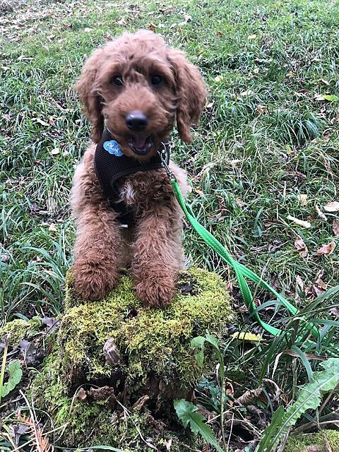 Klicke auf die Grafik für eine vergrößerte Ansicht  Name: IMG_3848.jpg Ansichten: 0 Größe: 301,2 KB ID: 1195326