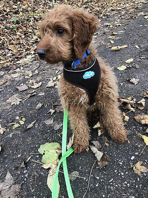 Klicke auf die Grafik für eine vergrößerte Ansicht  Name: IMG_3805.jpg Ansichten: 0 Größe: 272,7 KB ID: 1195328