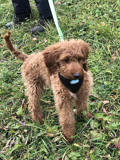 Klicke auf die Grafik für eine vergrößerte Ansicht  Name: IMG_3839.jpg Ansichten: 0 Größe: 250,6 KB ID: 1195329