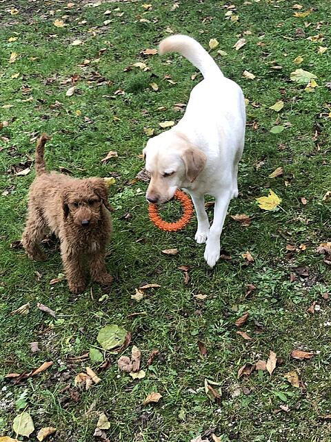 Klicke auf die Grafik für eine vergrößerte Ansicht  Name: IMG_3825.jpg Ansichten: 0 Größe: 257,9 KB ID: 1195330