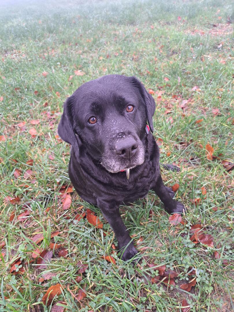 Klicke auf die Grafik für eine vergrößerte Ansicht  Name: 20251116_122407.jpg Ansichten: 0 Größe: 206,2 KB ID: 1195342